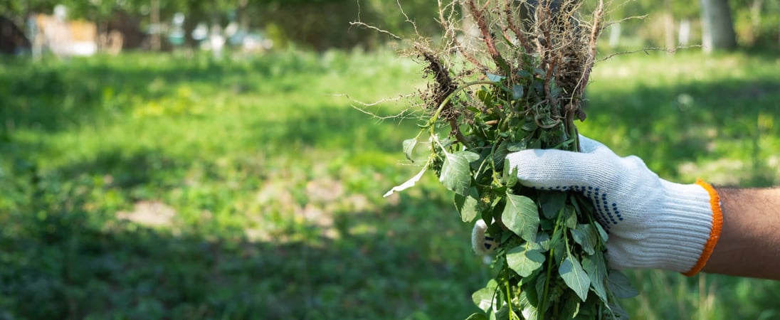 National Invasive Species Awareness Week